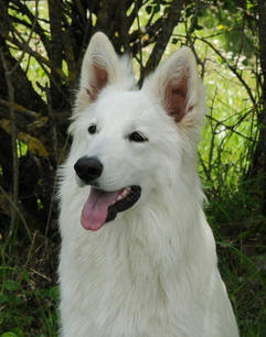 E'gioia des écrins de Sirius