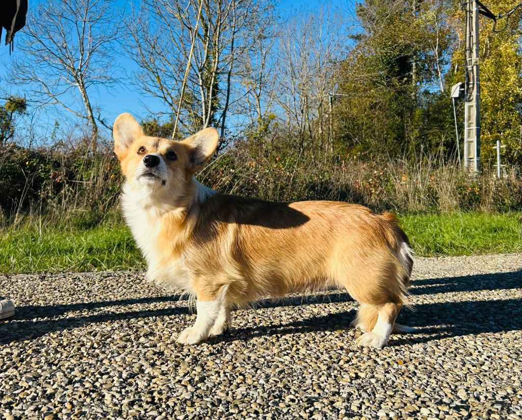 Versailles dite vicky (Sans Affixe)
