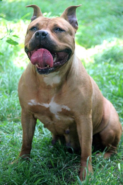 Blika dite balkane (Sans Affixe)