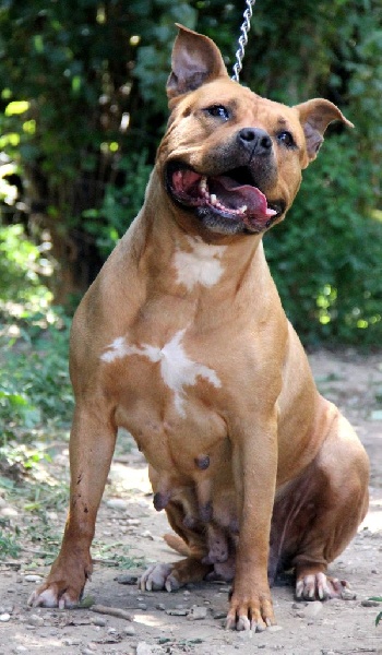 Blika dite balkane (Sans Affixe)