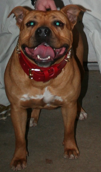 Blika dite balkane (Sans Affixe)