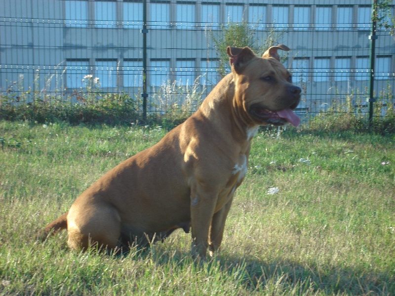 Blika dite balkane (Sans Affixe)