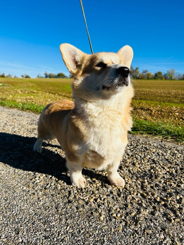 Antakira dream corgis andalusi