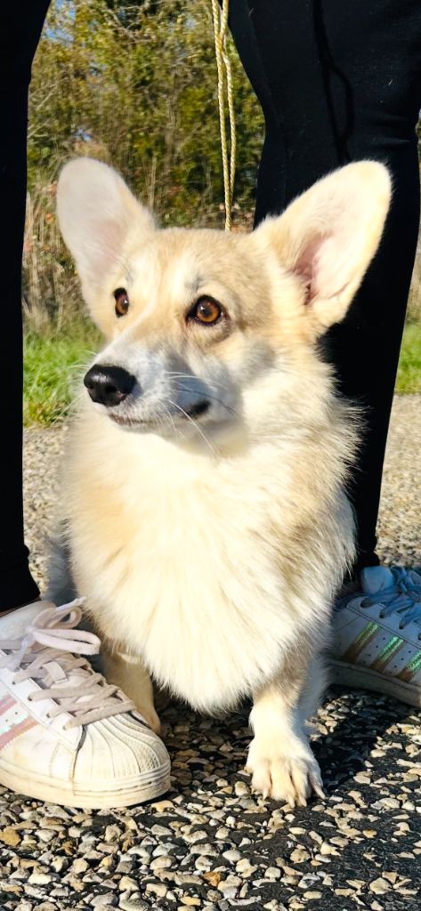 Valse dite vanille (Sans Affixe)