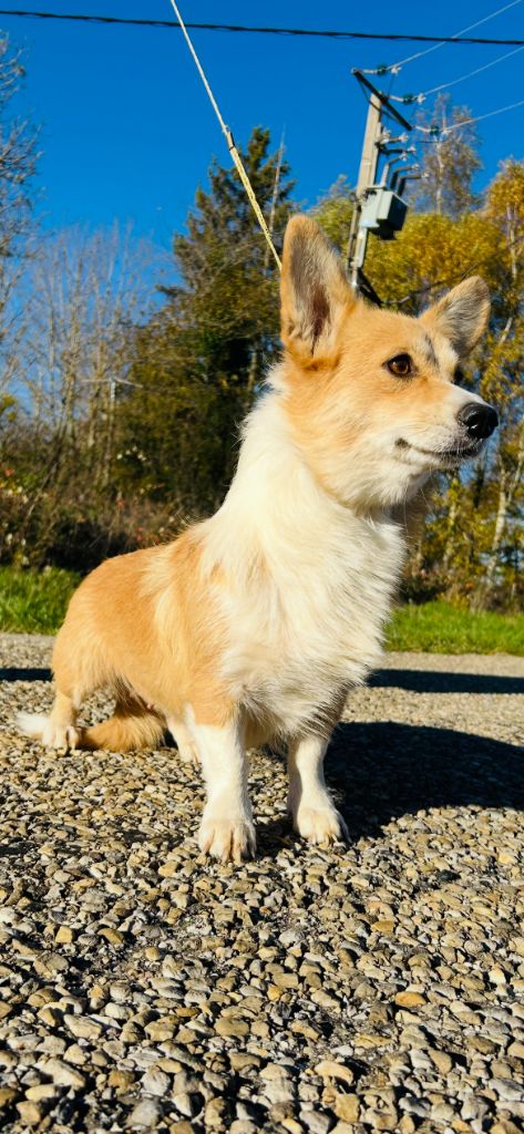 Versailles dite vicky (Sans Affixe)