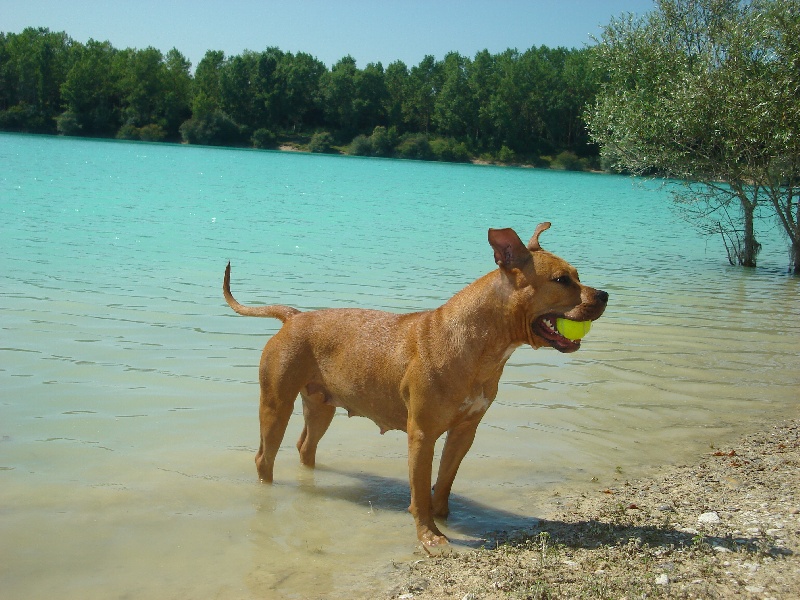 Blika dite balkane (Sans Affixe)