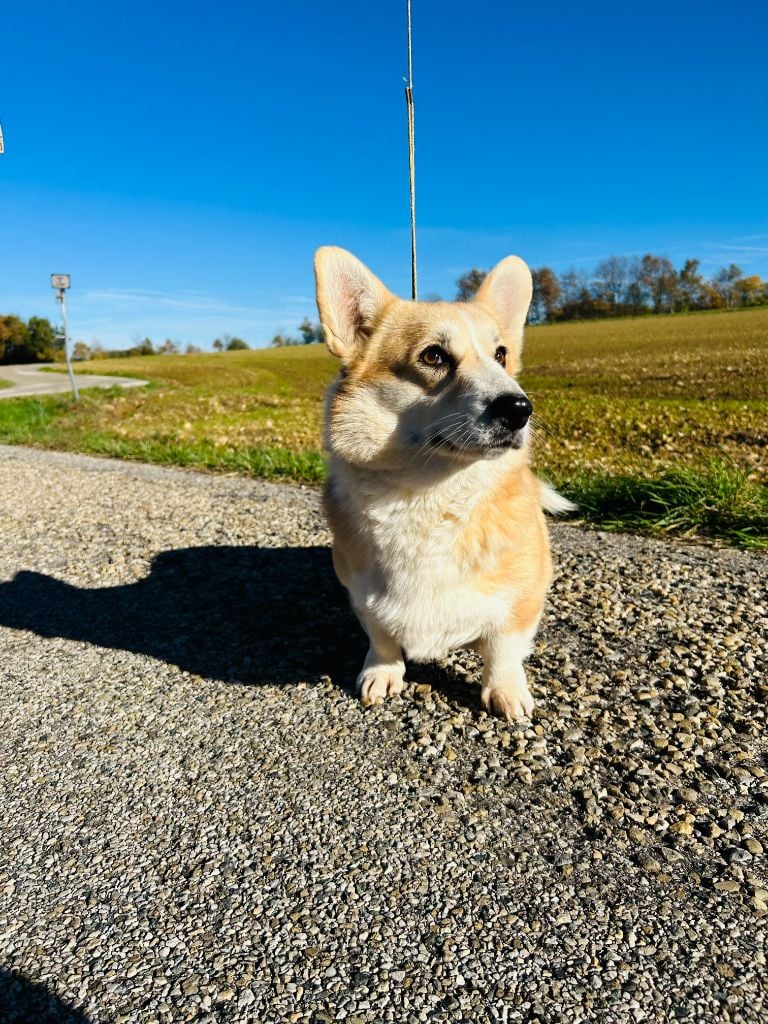 Antakira dream corgis andalusi