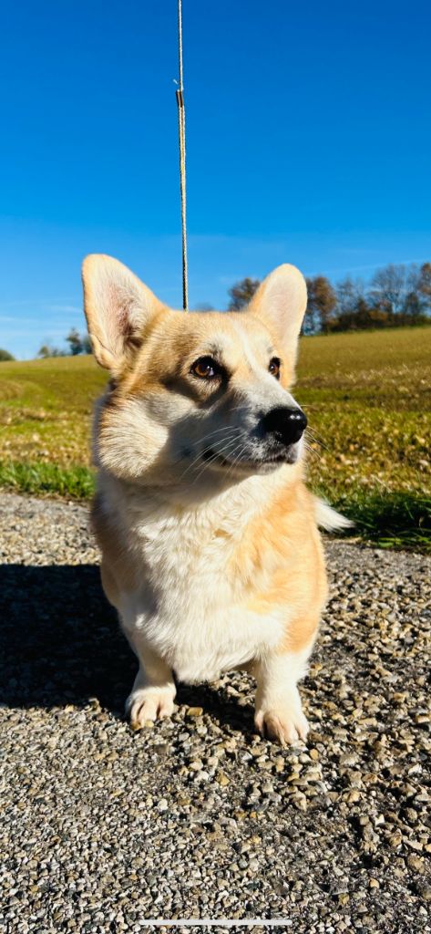 Antakira dream corgis andalusi