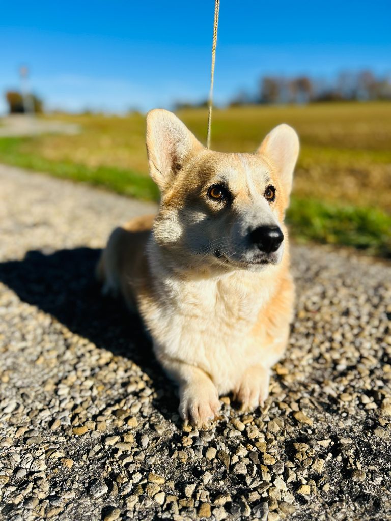 Antakira dream corgis andalusi
