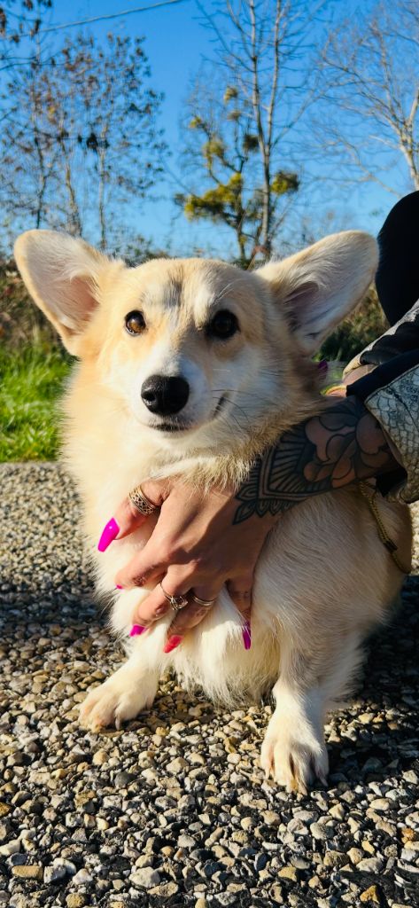 Valse dite vanille (Sans Affixe)