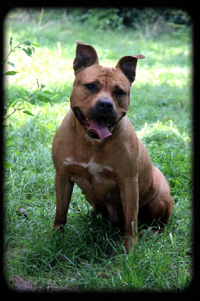 Blika dite balkane (Sans Affixe)