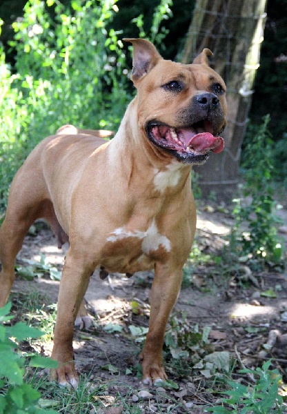 Blika dite balkane (Sans Affixe)