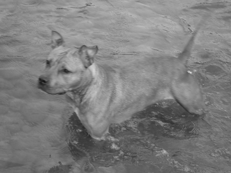 Blika dite balkane (Sans Affixe)