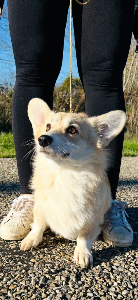 Valse dite vanille (Sans Affixe)