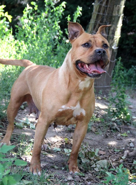 Blika dite balkane (Sans Affixe)