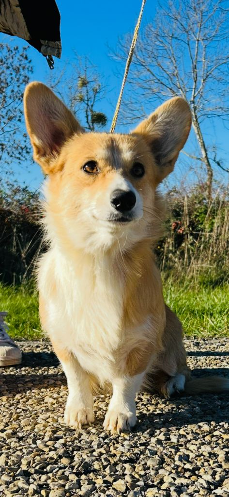 Versailles dite vicky (Sans Affixe)