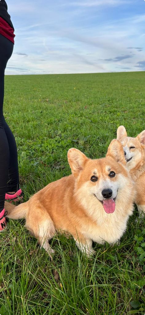 CH. Lemon vc lime dubensky zamok