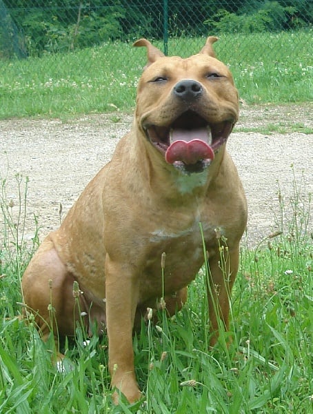 Blika dite balkane (Sans Affixe)