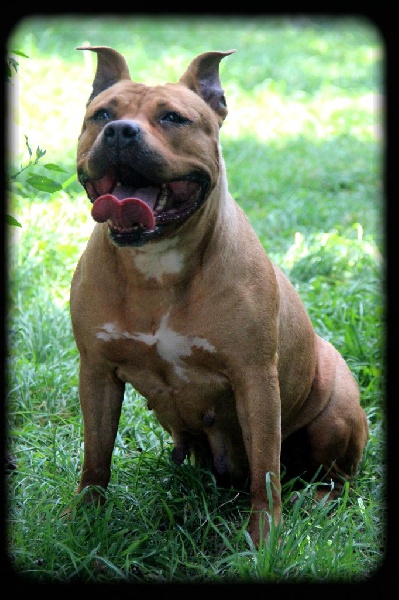 Blika dite balkane (Sans Affixe)