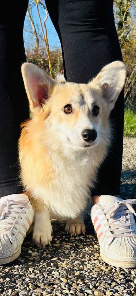 Valse dite vanille (Sans Affixe)