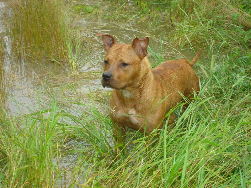 Blika dite balkane (Sans Affixe)