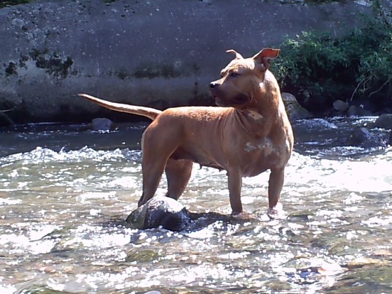 Blika dite balkane (Sans Affixe)