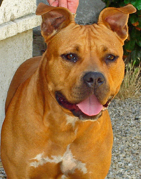 Blika dite balkane (Sans Affixe)