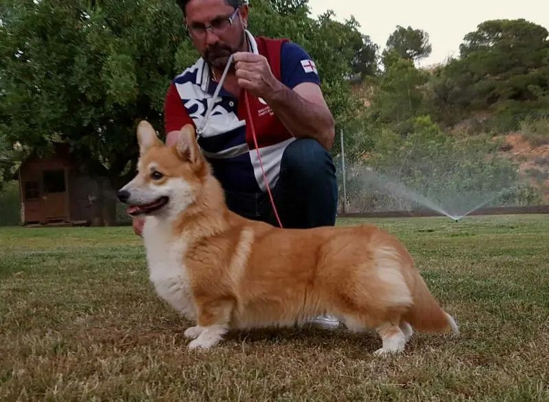 CH. Lemon vc lime dubensky zamok