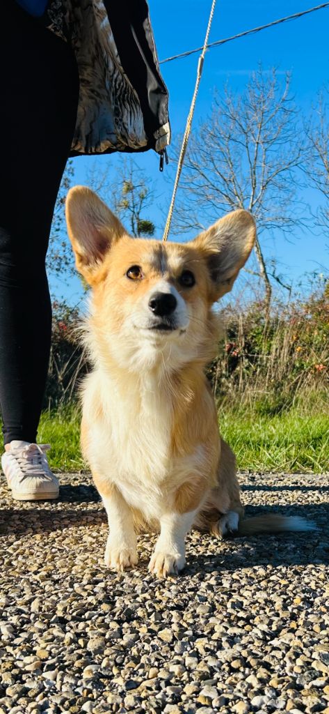 Versailles dite vicky (Sans Affixe)