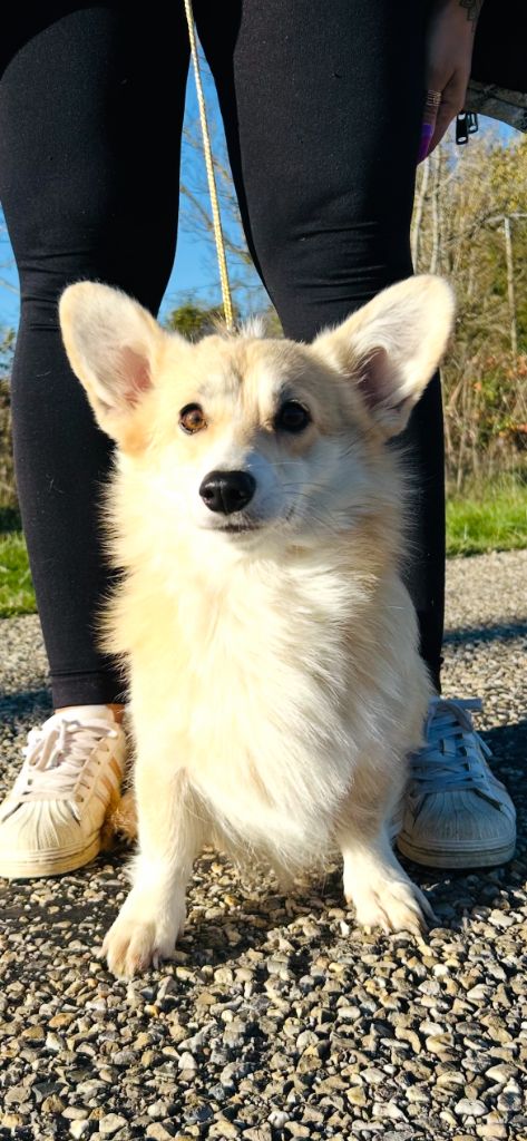 Valse dite vanille (Sans Affixe)