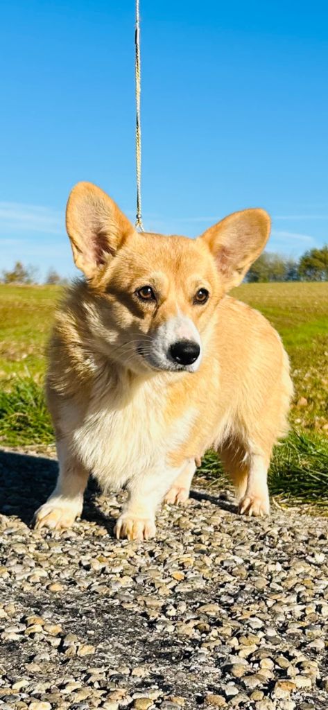 Vicky Des Yeux D'Osiris