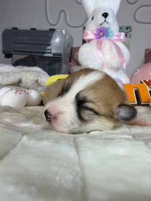 Les chiots de Welsh Corgi Pembroke