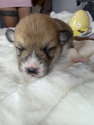 Les chiots de Welsh Corgi Pembroke