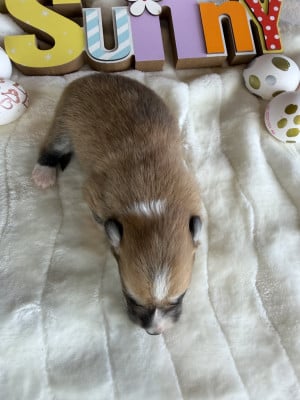 Les chiots de Welsh Corgi Pembroke