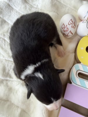 Les chiots de Welsh Corgi Pembroke