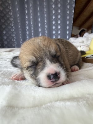 Les chiots de Welsh Corgi Pembroke