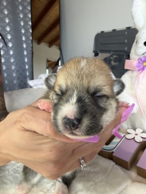 Les chiots de Welsh Corgi Pembroke