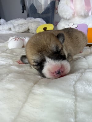 Les chiots de Welsh Corgi Pembroke