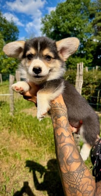 Les chiots de Welsh Corgi Pembroke