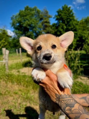 Les chiots de Welsh Corgi Pembroke