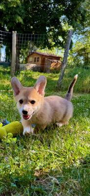 Les chiots de Welsh Corgi Pembroke