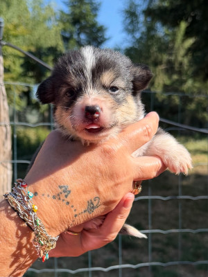 Les chiots de Welsh Corgi Pembroke