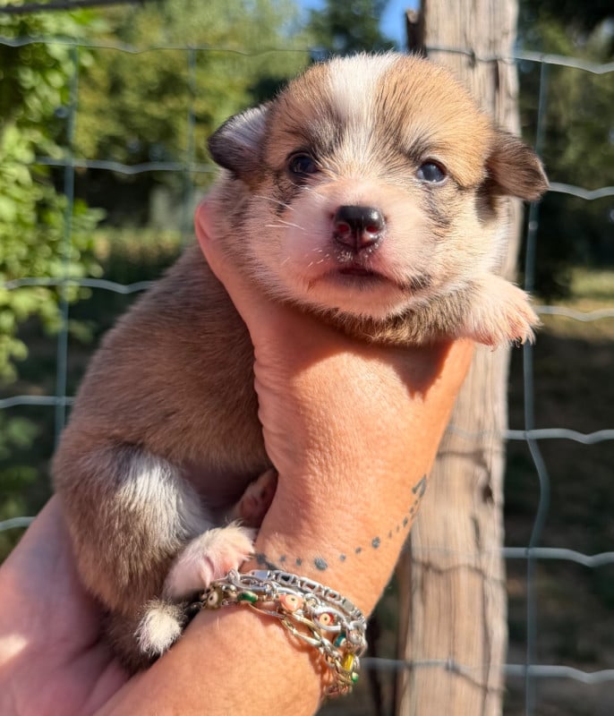 Welsh Corgi Pembroke - de la Garde Divine