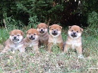 Earl Au Village Du Chiot