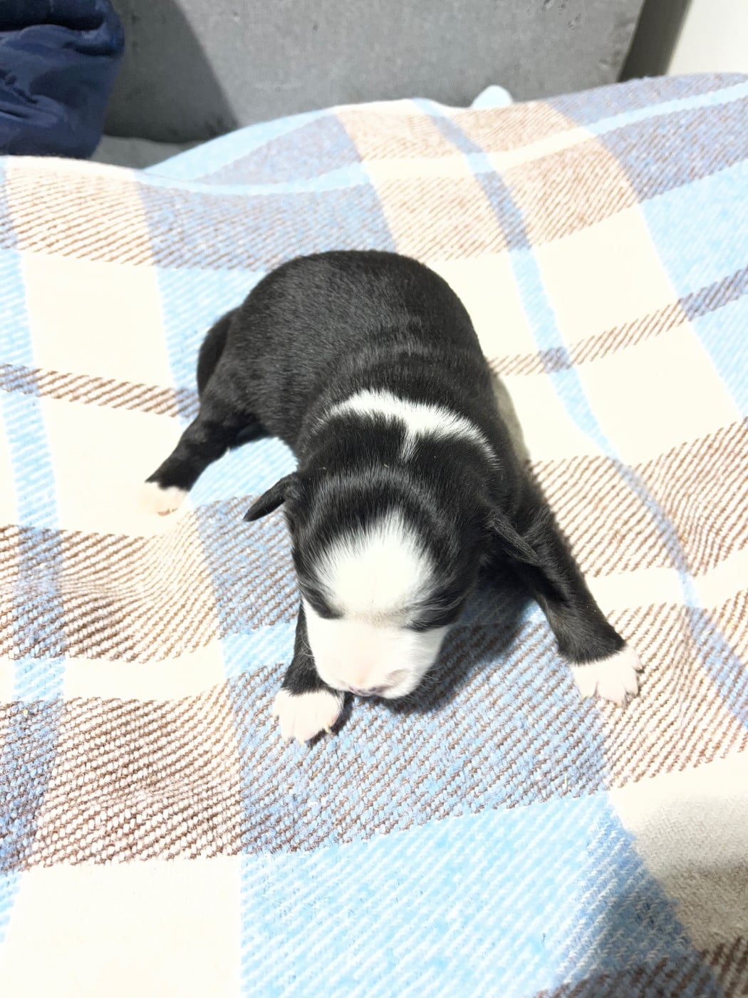 Chiot N°3 - Berger Américain Miniature 