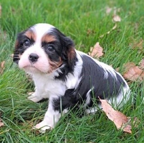 Chiot N°1 - Cavalier King Charles Spaniel