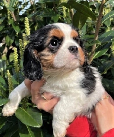 Chiot N°2 - Cavalier King Charles Spaniel