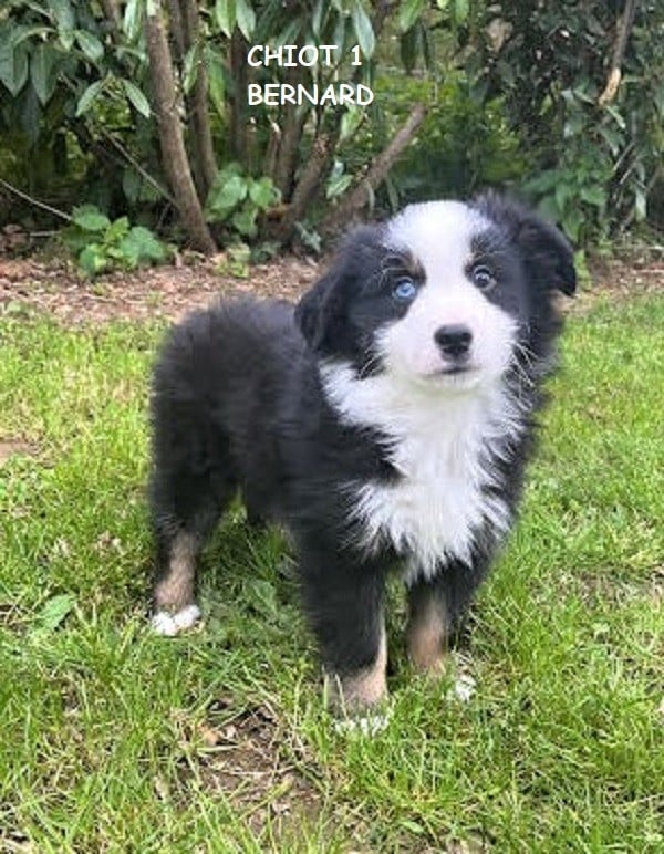 Berger Américain Miniature  - (Sans Affixe)