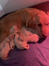 Chiot N°3 - Golden Retriever