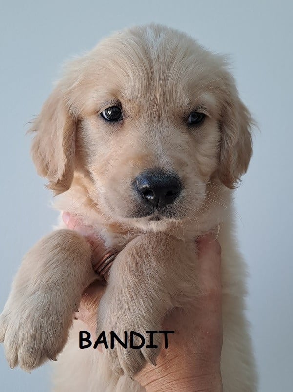 Golden Retriever - (Sans Affixe)